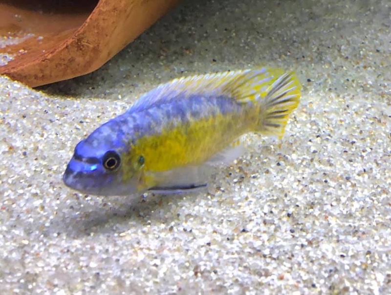 Labeotropheus trewavasae 'Chirwa Island'